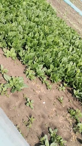  张家口沽源。大叶菠菜，80亩，长期供应。各种规格都有。