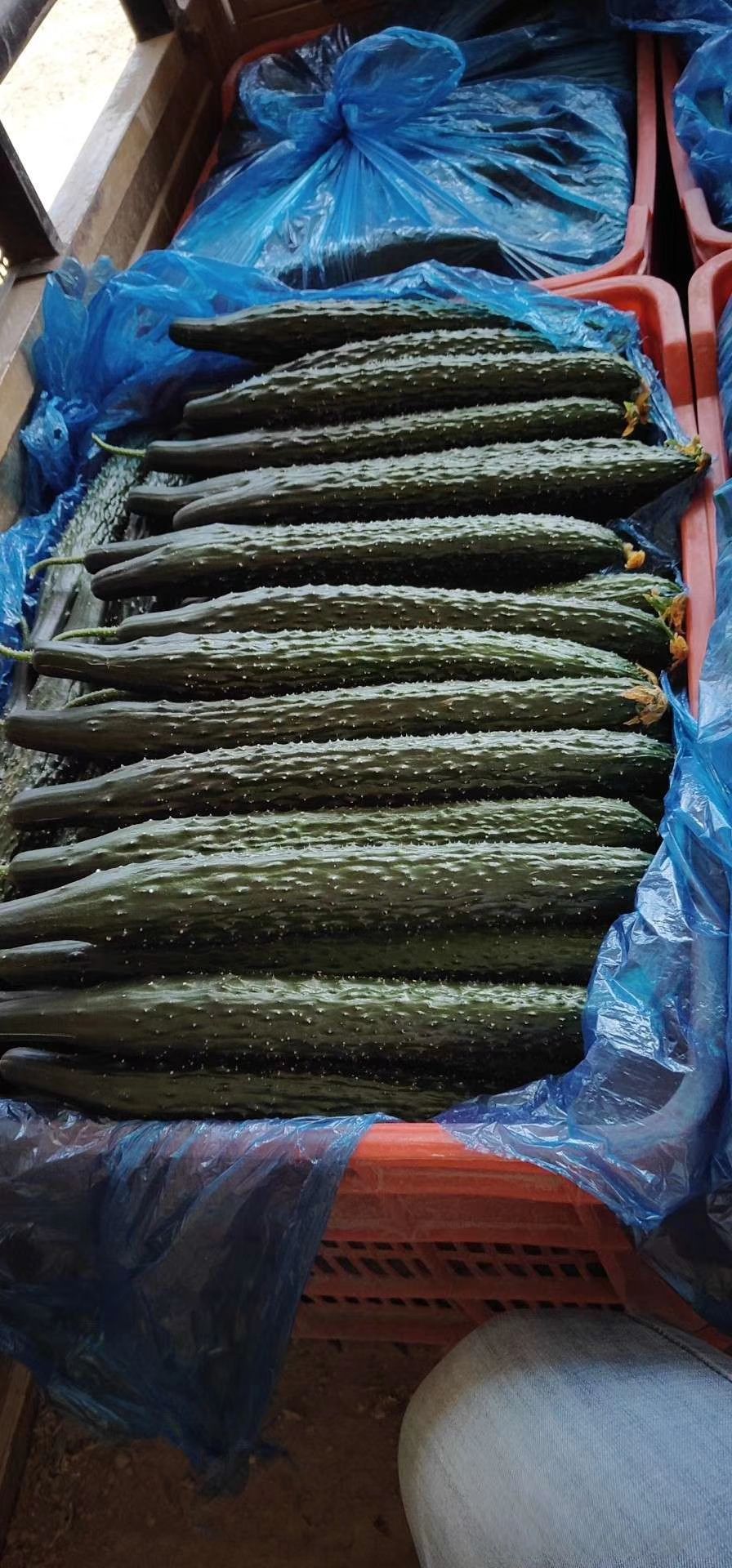 刺黄瓜  精品黄瓜供应