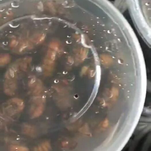临沂 金蝉，金蝉