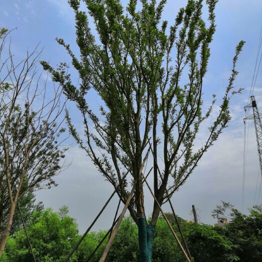 句容市 长年低价供应榉树，朴树，榔榆，乌桕等精品乔木，欢迎新老朋友
