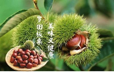 东莞市 湖北罗田板栗（鲜）