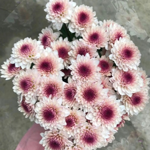 昆明雏菊
