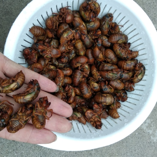 老河口市蝉蛹