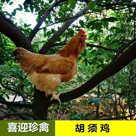 佛山 胡须鸡苗可以分公母出售公苗做阉鸡好够受欢迎