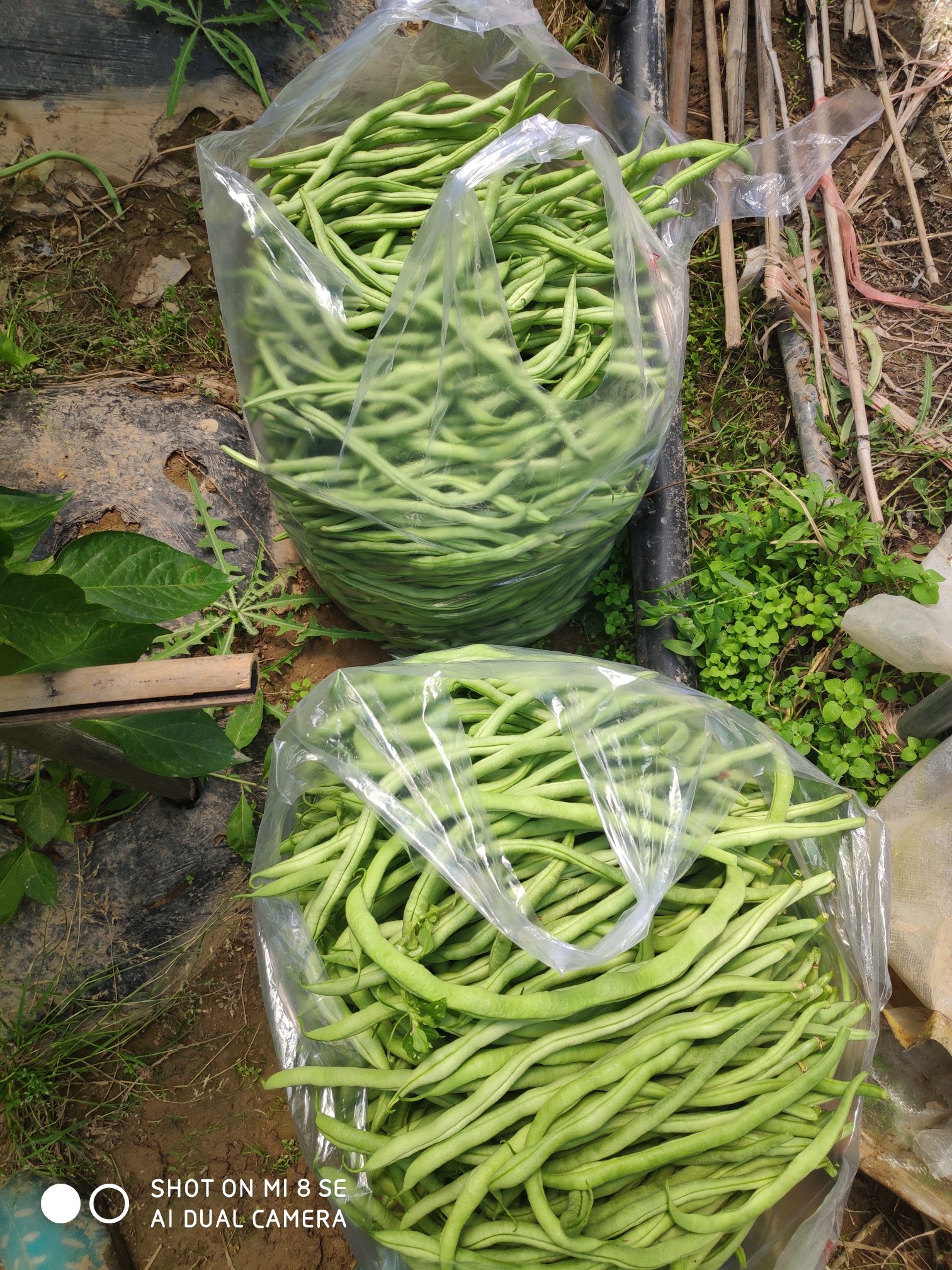 架豆王豆角 绿色健康，农家自种架豆王