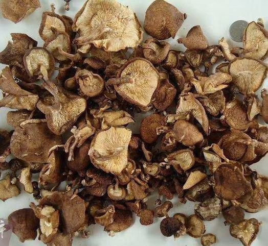 思茅野生香菇 野生香菌