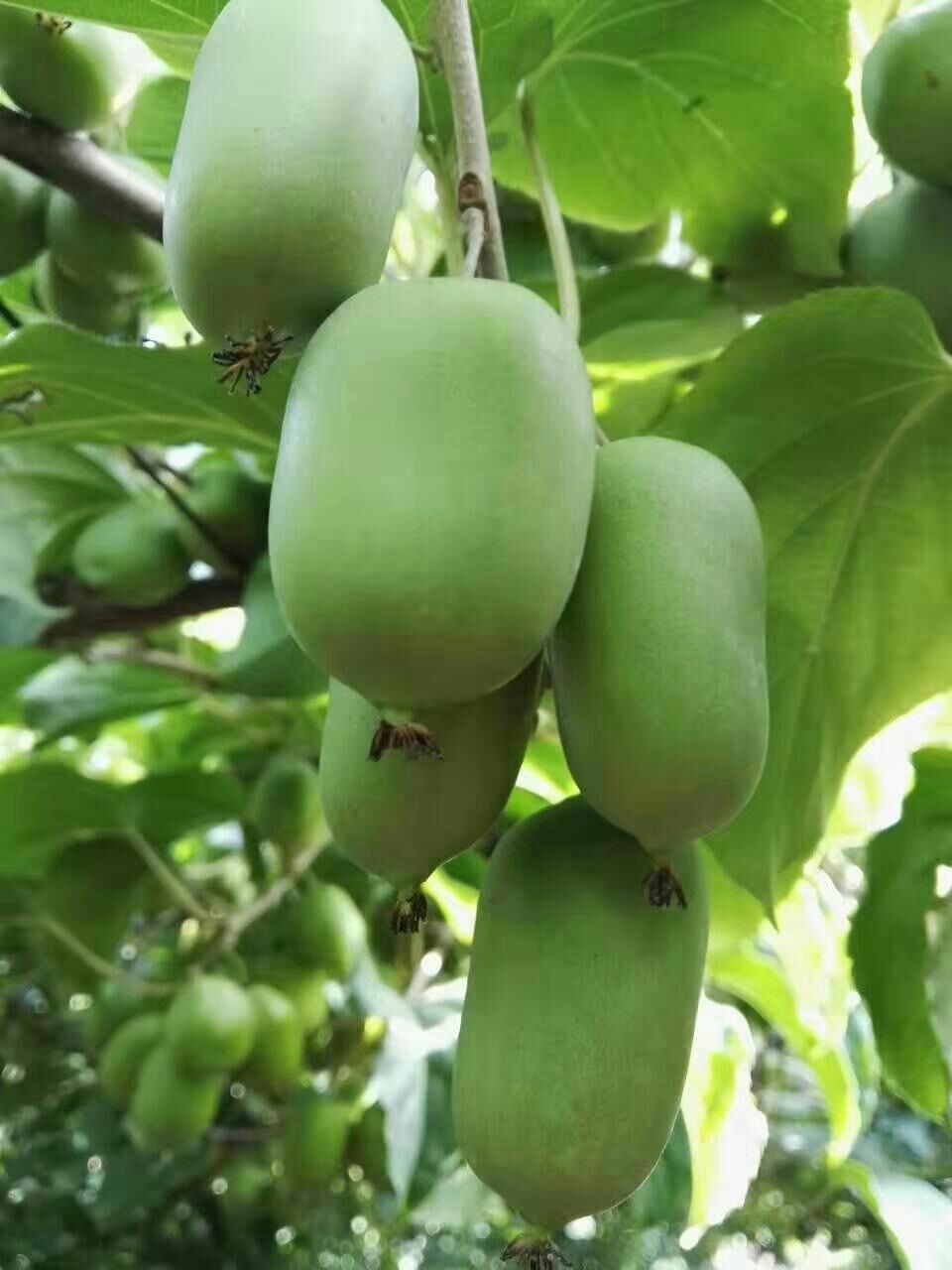 软枣猕猴桃苗 极耐寒品种《魁绿》三年生嫁接大苗,当年挂果,免费配置