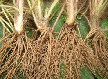  草莓苗新品种哪里有卖的，草莓苗多少钱一颗包成活