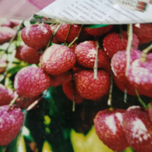 玉林仙进奉荔枝苗 仙进奉荔枝嫁接苗