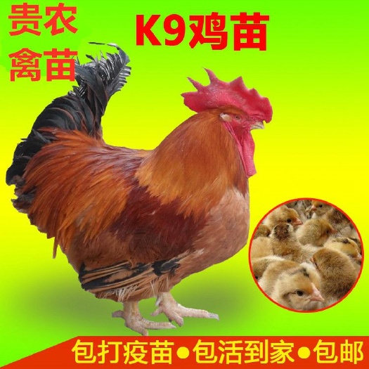 遵义 k9 鸡苗