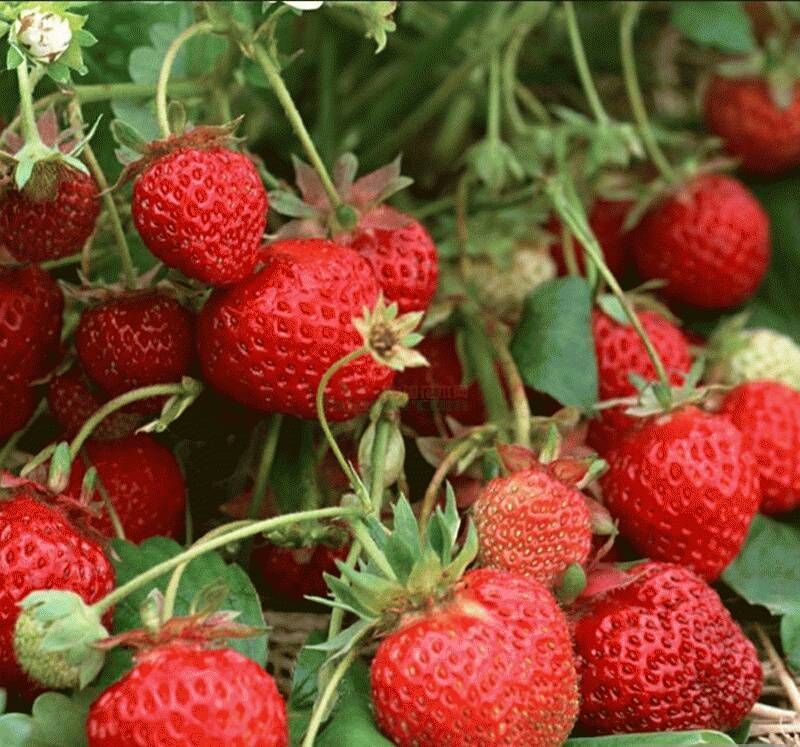  草莓苗新品种哪里有卖的，草莓苗多少钱一颗包成活
