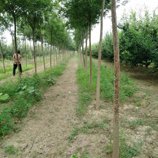 渭南 自已家种植的槐树，4一12公分都有，有需要的请联系我