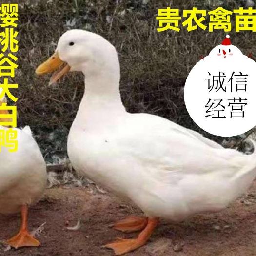遵义樱桃谷肉鸭苗 樱桃谷大白鸭