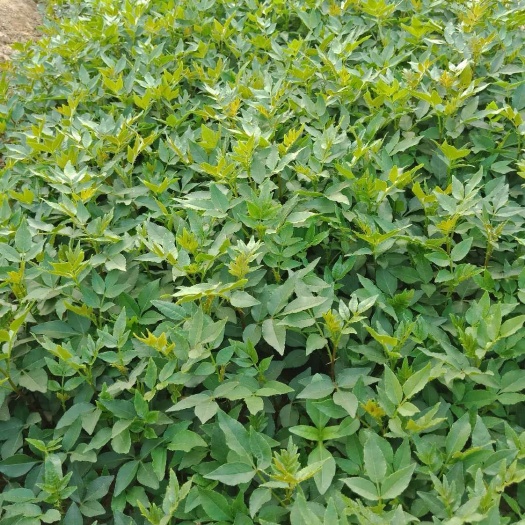 泰安 花椒苗红花椒苗