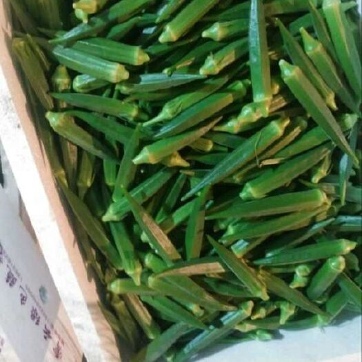 临沂 秋葵
