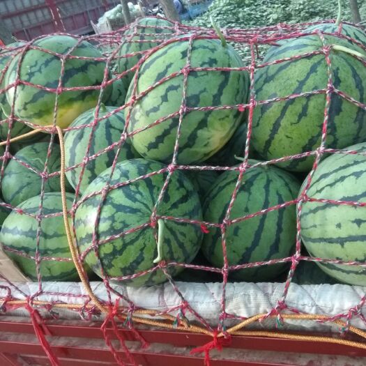 玉麒麟西瓜 大量供应