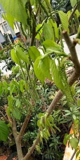 灵山县长果桑苗  长果桑 四季长桑果苗