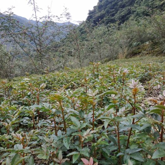 汉源县汉源花椒苗 汉源花椒小苗，苗圃基地直供，非中介