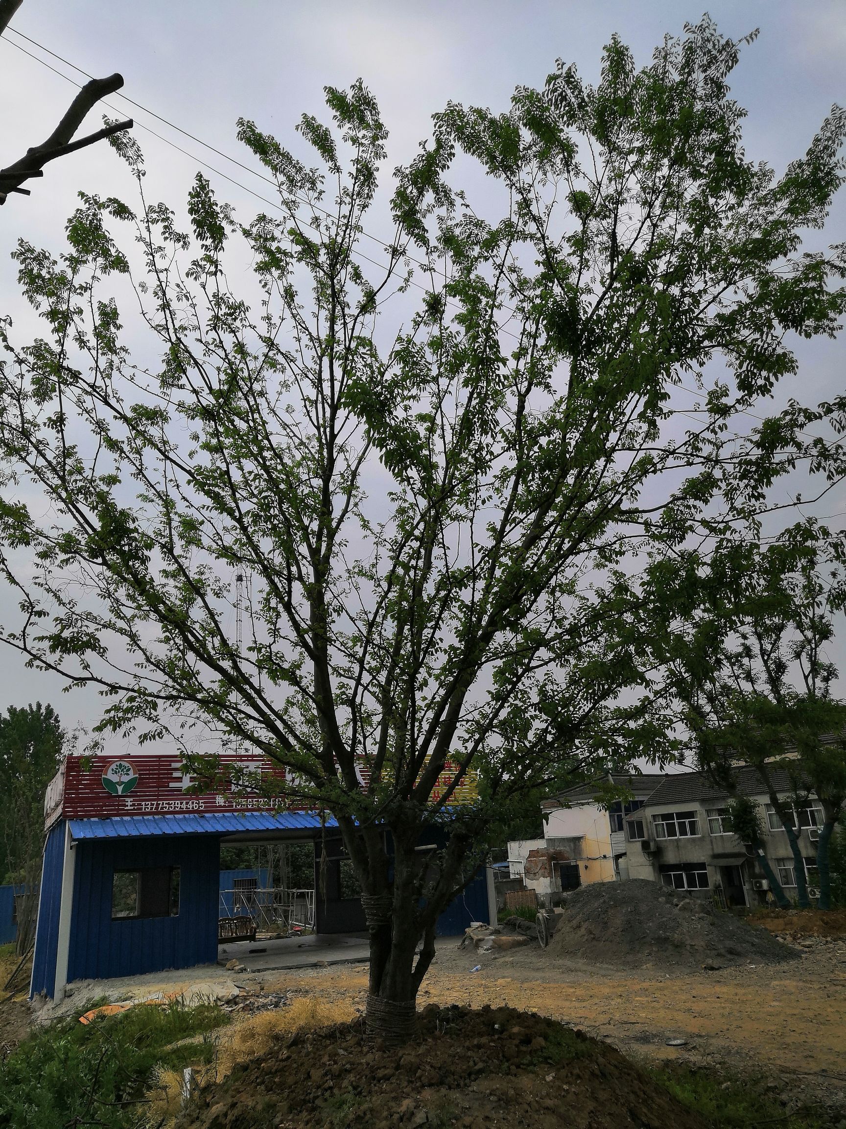  长年低价供应榉树，朴树，榔榆，乌桕等精品乔木，欢迎新老朋友
