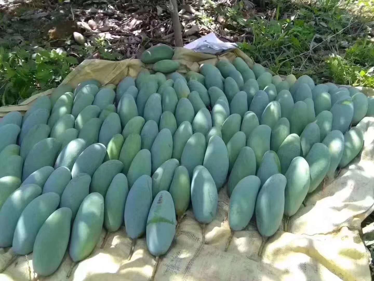  广西百色芒果一件代发