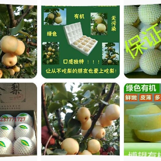 方城县 亲们.需要黄金梨抓紧时间预订.我能跟你承诺的就是给你最好的