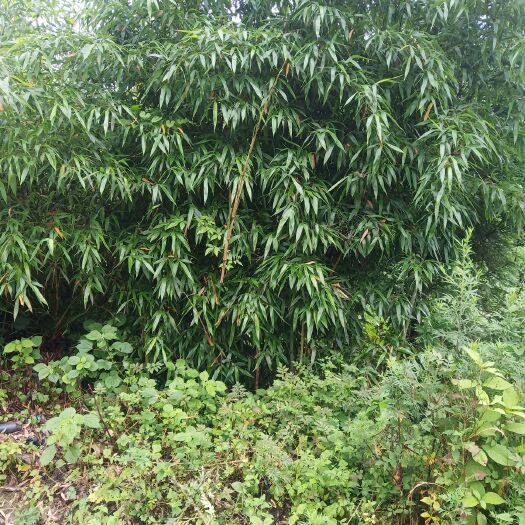 叙永县金竹 精品班竹，米劲两公分到五公分