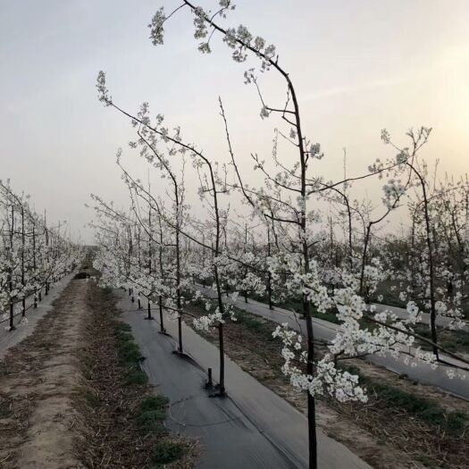 德州 60公分宽500米长 果园防草布装车发货  防草布 抑草布