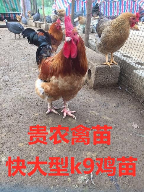  k9 鸡苗
