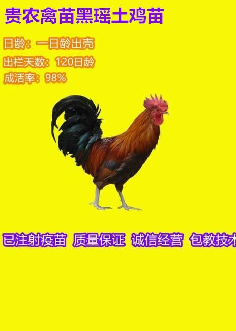 遵义 黑瑶土鸡苗纯种