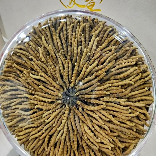 西宁 冬虫夏草