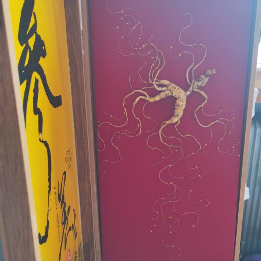 集安市移山参 产地，一手货源