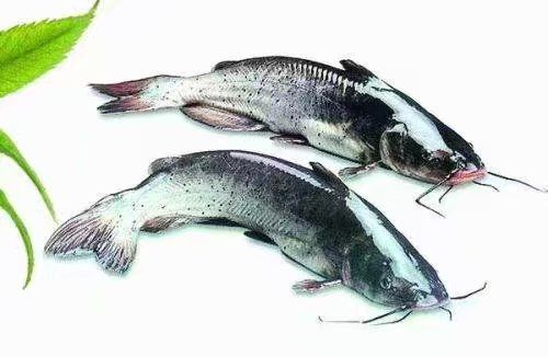 广州 叉尾鱼苗十自孵水花 实地看货 包邮