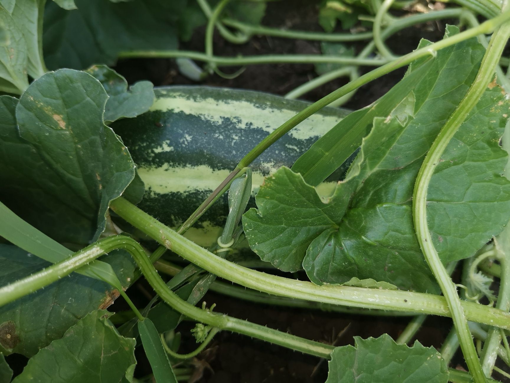 翠宝甜瓜旱地甜香瓜新开园不打任何甜蜜素用黄豆配黑芝麻做肥料甘甜