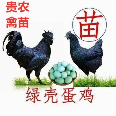 遵义 绿壳蛋鸡苗 纯种