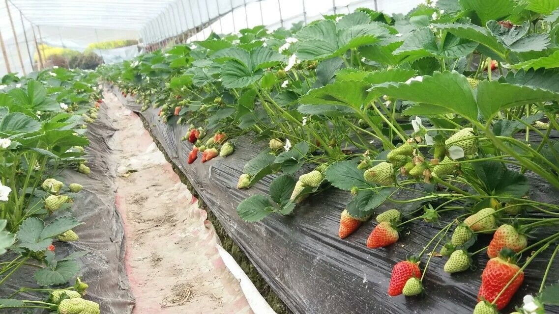  草莓苗新品种哪里有卖的，草莓苗多少钱一颗包成活