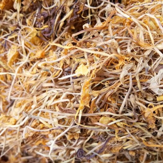 普定县金银花 贵州大山高含量金银花