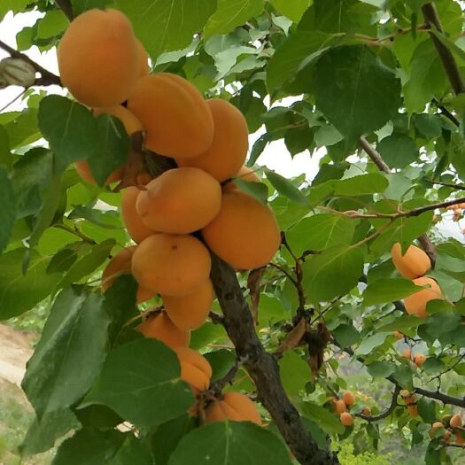 石楼县 龙王帽杏核