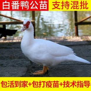 南宁 白番鸭苗加强免疫，质量优良，客户至上，凭着优良品种良好信誉
