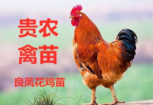 遵义 纯种良凤花鸡苗