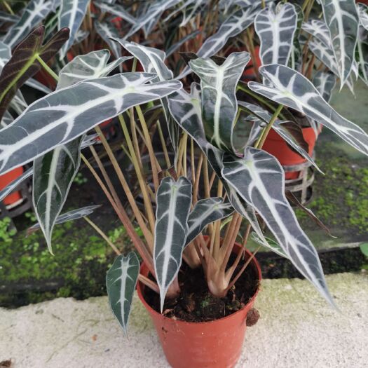 广州小仙女盆栽 小仙女观音莲观叶植物120彩盆 桌面绿植盆栽花卉