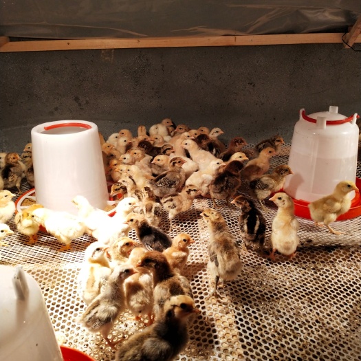 酉阳土鸡苗 脱温苗