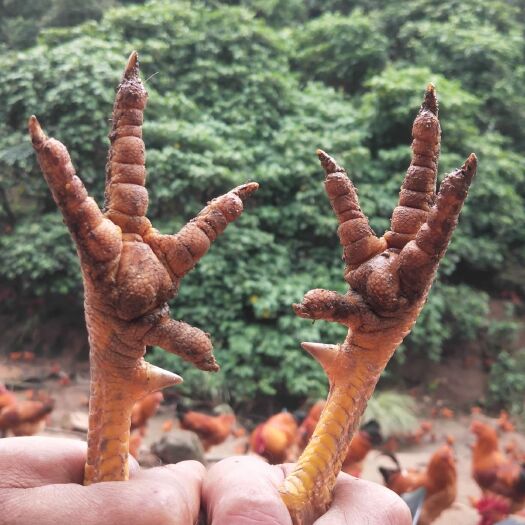 博白县 成品灵山土鸡肉鸡