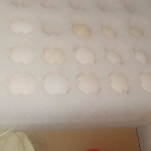 郓城县火鸡蛋 波兰，塞拉玛，白桂，婆罗门，