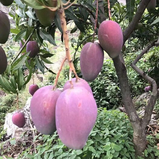 灵山县 红贵妃嫁接芒果苗