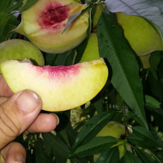 连平县鹰嘴蜜桃 广东连平鹰嘴桃，爽翠甜，气后独特，