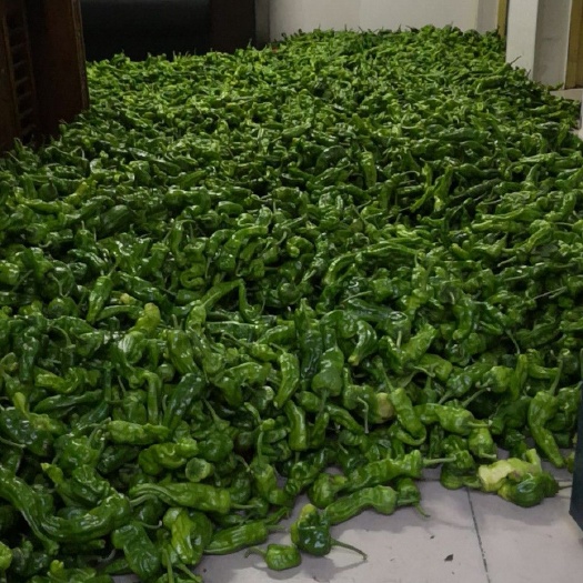 单县皱皮辣椒 香辣，过瘾！