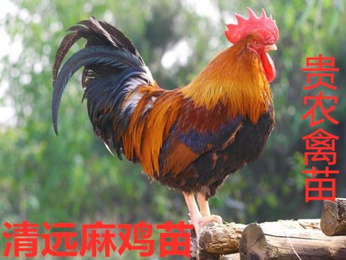  清远麻鸡苗