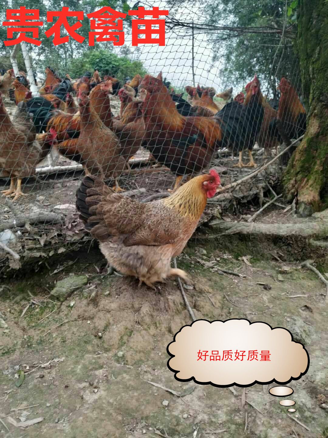  清远麻鸡苗
