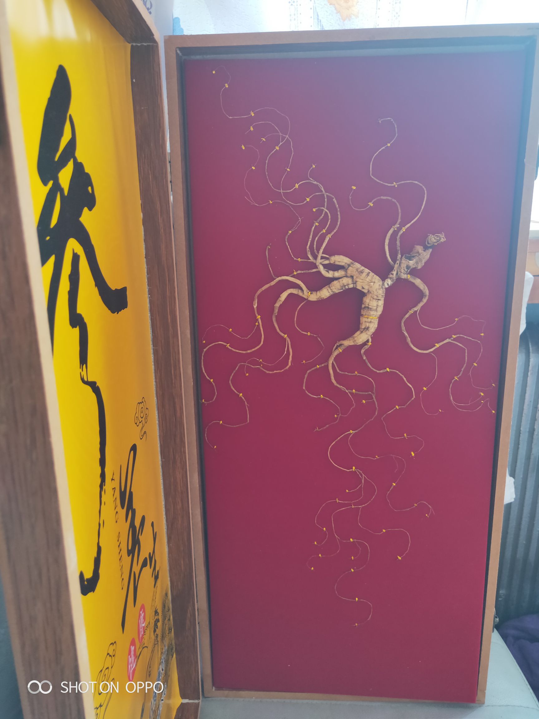 移山参 高大上的选择