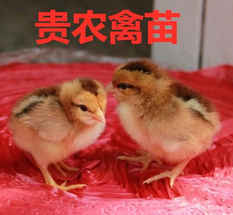  清远麻鸡苗